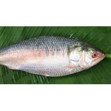 Hilsha Fish Whole