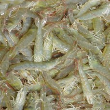 Shrimp (Chingri)