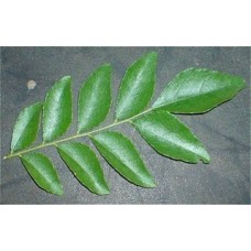 Daun Kari / Curry Leaf